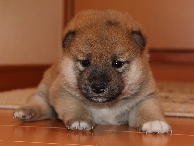 IMG_5337-shiba-puppy