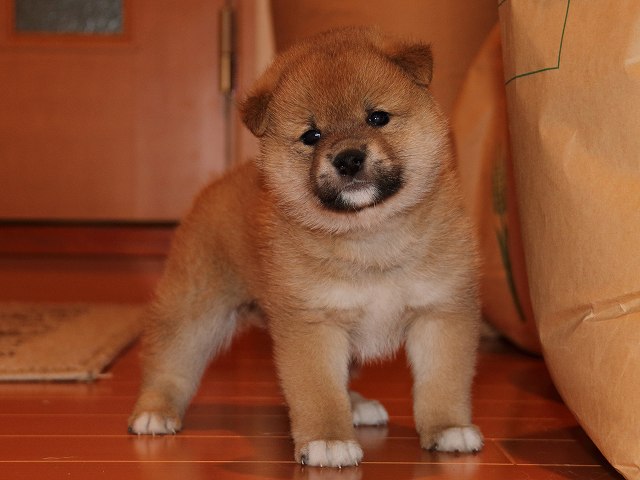 IMG_5415-shiba-puppy