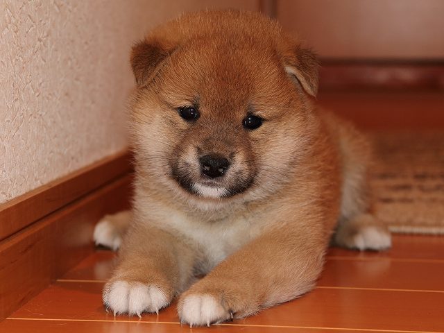 IMG_5434-shiba-puppy