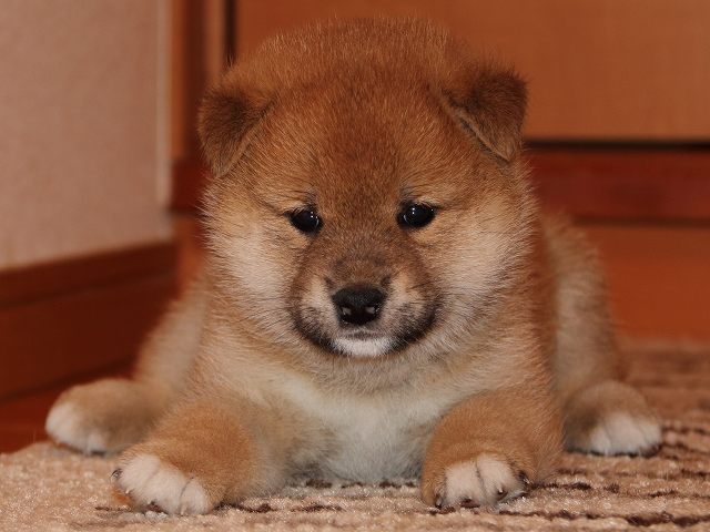 IMG_5438-shiba-puppy