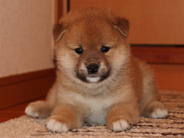 IMG_5444-shiba-puppy