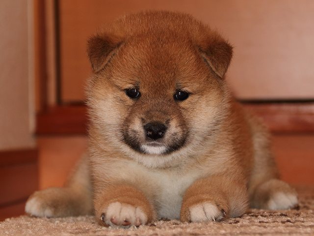 IMG_5448-shiba-puppy