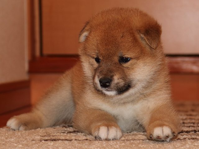 IMG_5454-shiba-puppy