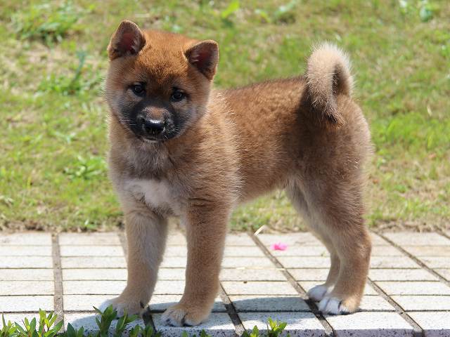 IMG_5543-shiba-puppy