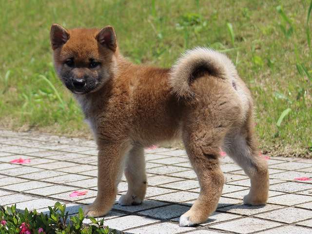 IMG_5565-shiba-puppy