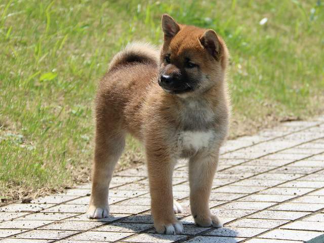 IMG_5621-shiba-puppy