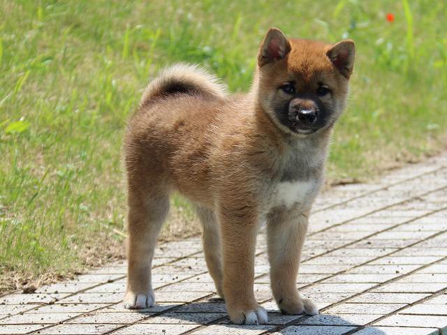 IMG_5624-shiba-puppy