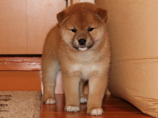 IMG_5652-shiba-puppy