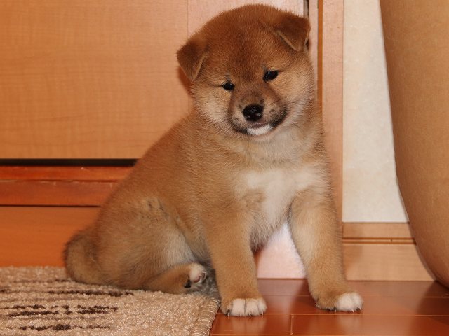 IMG_5658-shiba-puppy