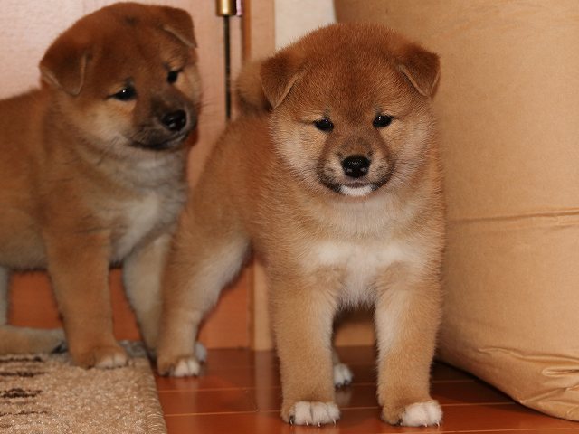 IMG_5680-shiba-puppy