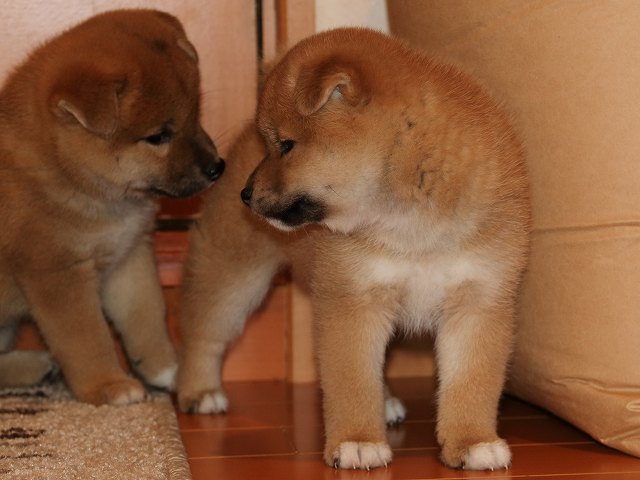 IMG_5681-shiba-puppy