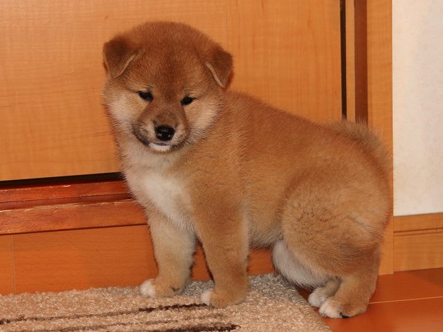 IMG_5692-shiba-puppy