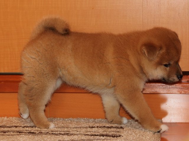 IMG_5695-shiba-puppy