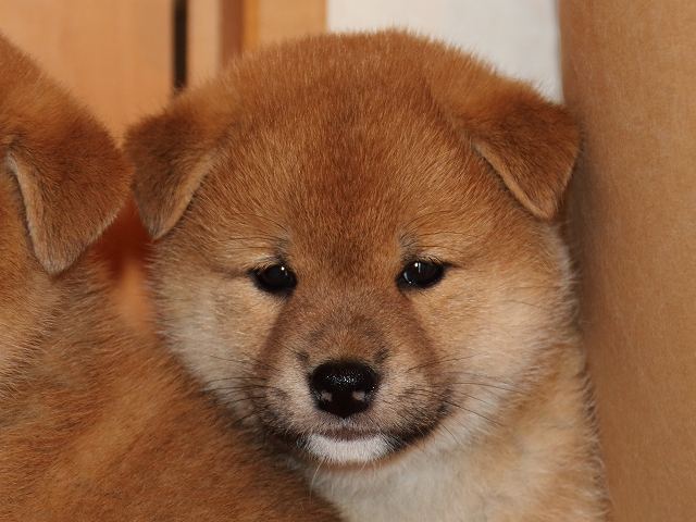 IMG_5699-shiba-puppy