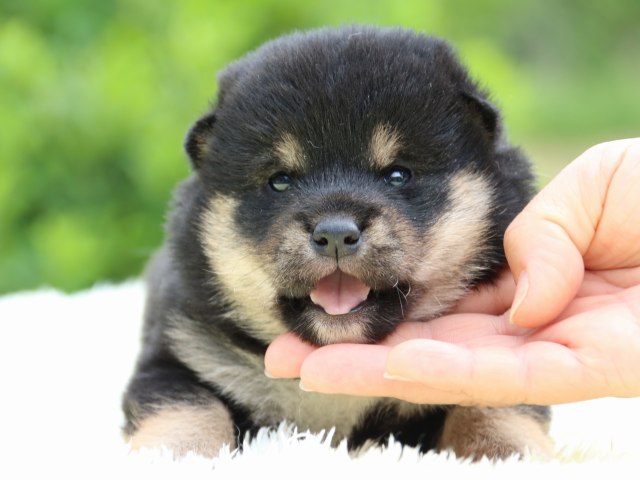 IMG_5766-shiba-puppy