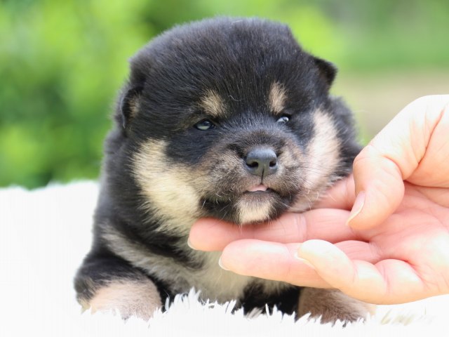 IMG_5770-shiba-puppy