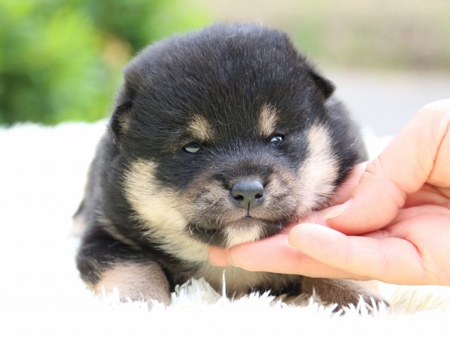 IMG_5785-shiba-puppy