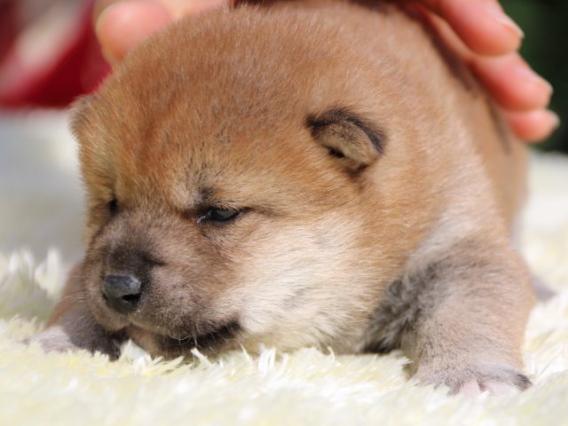 IMG_6071-shiba-puppy