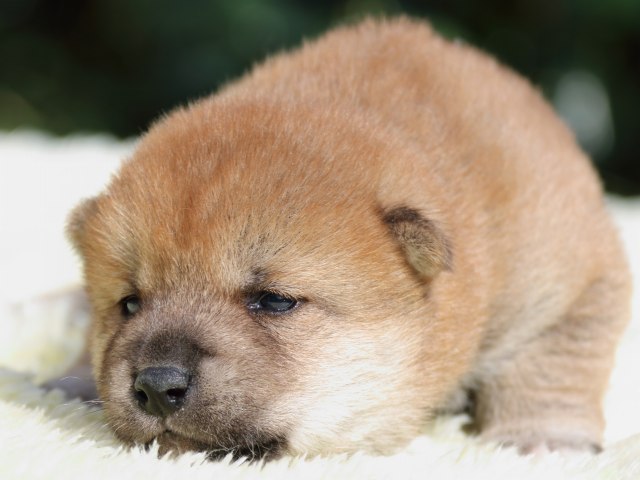 IMG_6074-shiba-puppy