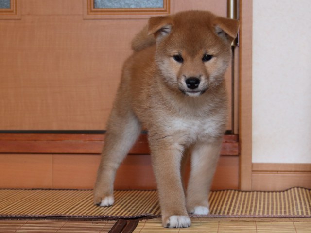 IMG_6254-shiba-puppy