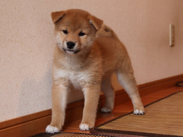 IMG_6264-shiba-puppy