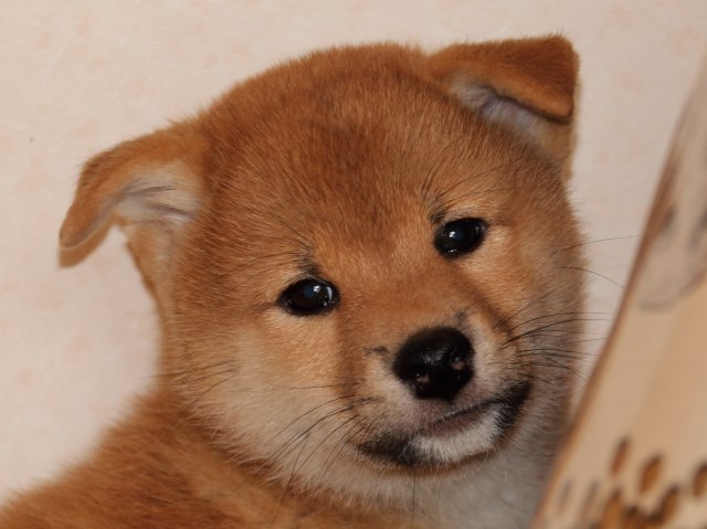 IMG_6290-shiba-puppy