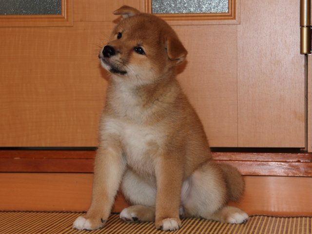 IMG_6296-shiba-puppy