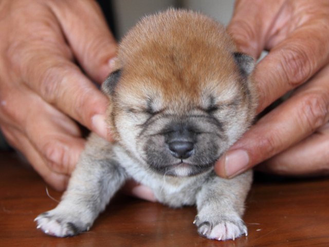 IMG_7618-shiba-puppy