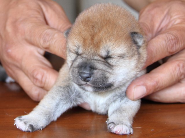 IMG_7621-shiba-puppy