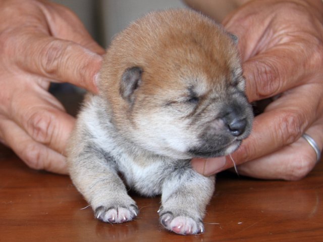 IMG_7625-shiba-puppy