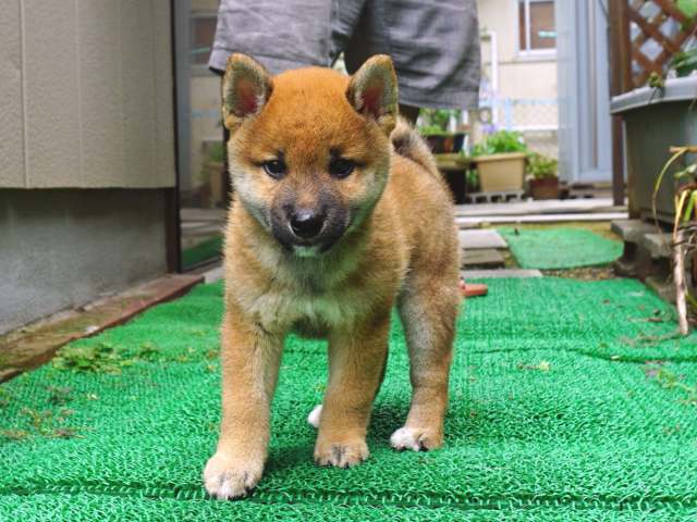 DSC00014-shiba-puppy