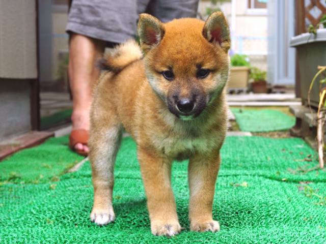 DSC00024-shiba-puppy