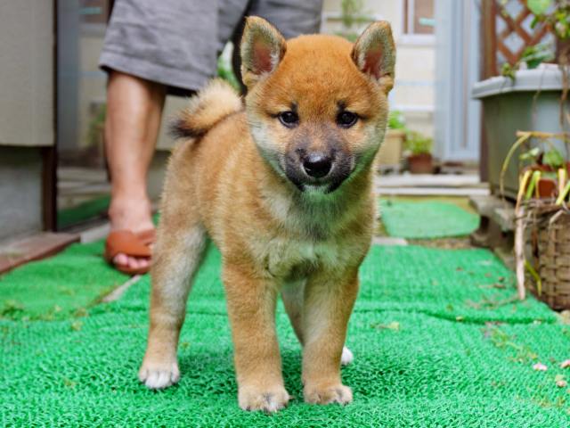 DSC00026-shiba-puppy