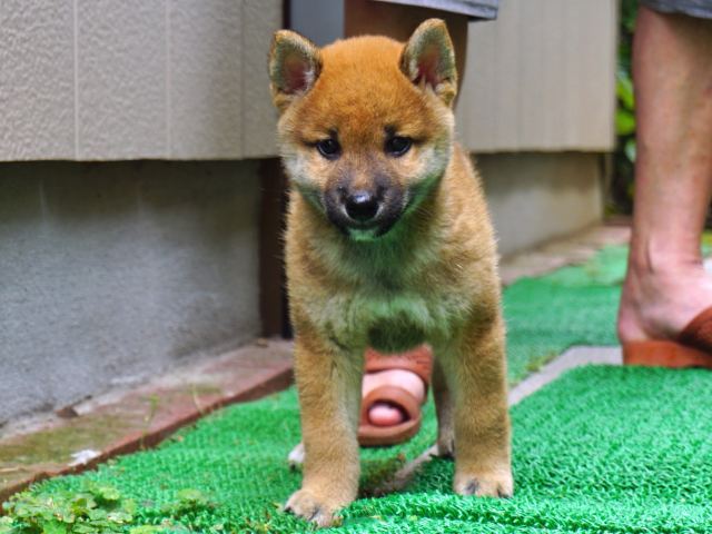 DSC00034-shiba-puppy