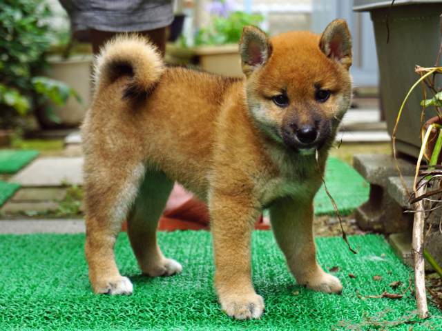 DSC00045-shiba-puppy