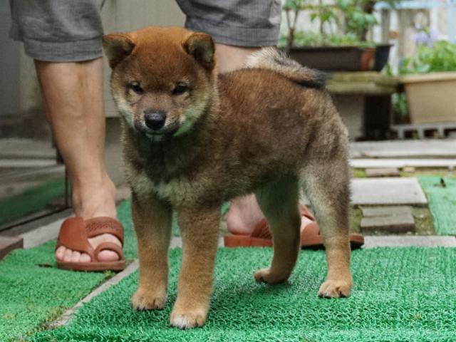 DSC00067-shiba-puppy