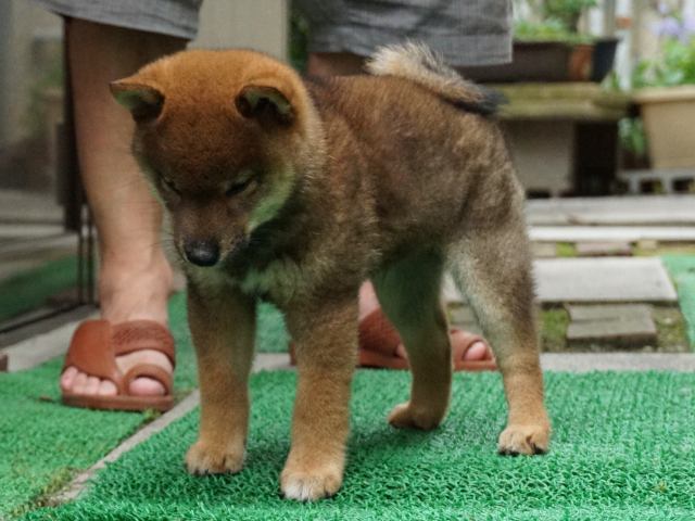 DSC00077-shiba-puppy