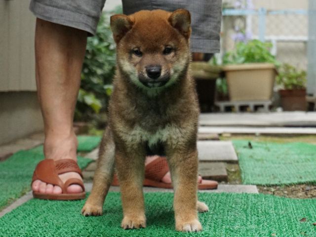 DSC00089-shiba-puppy