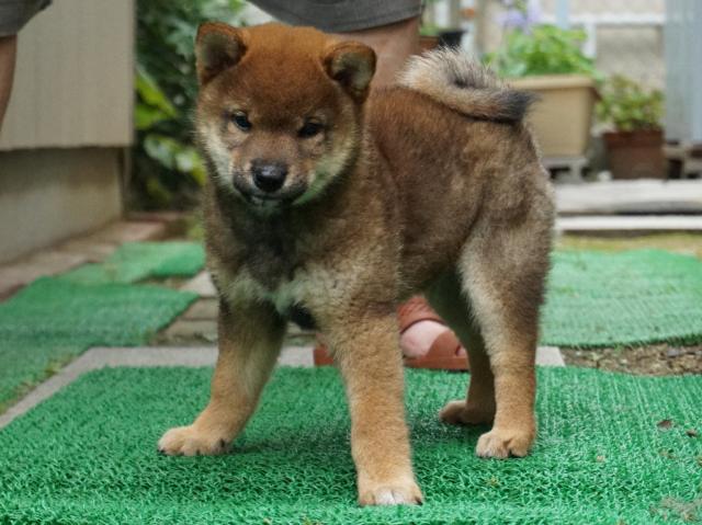 DSC00098-shiba-puppy