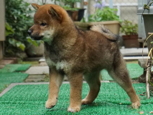 DSC00105-shiba-puppy