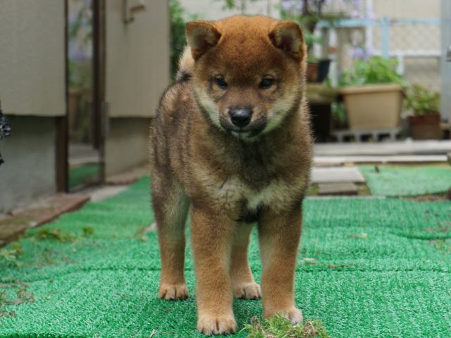 DSC00127-shiba-puppy