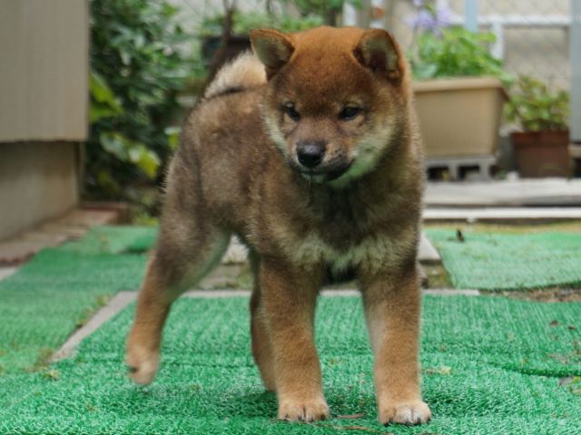 DSC00139-shiba-puppy