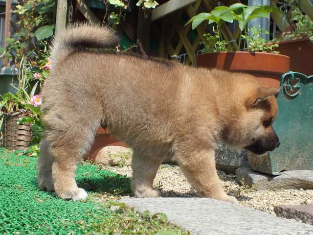 DSCF2608-shiba-puppy