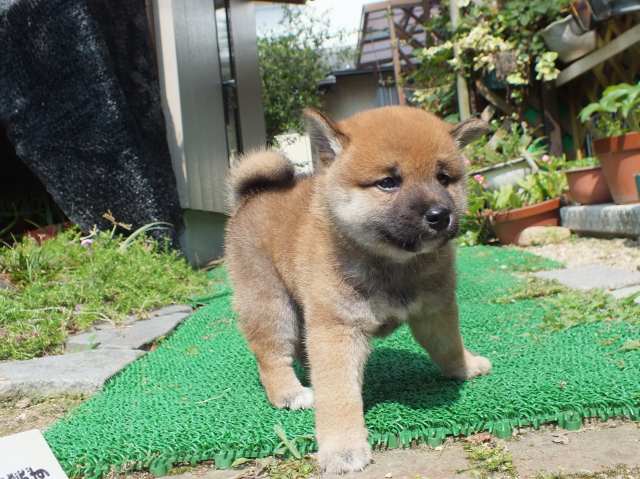 DSCF2615-shiba-puppy