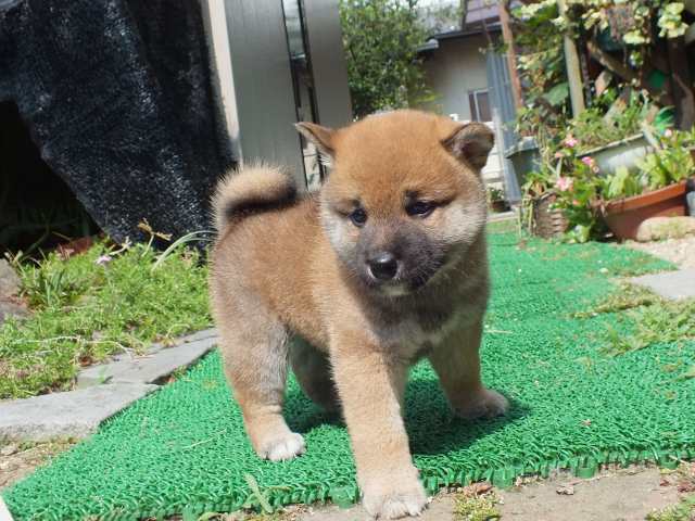 DSCF2617-shiba-puppy