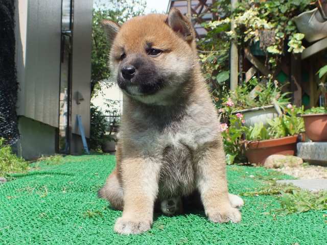 DSCF2622-shiba-puppy