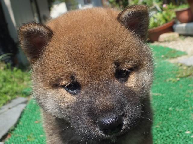 DSCF2630-shiba-puppy