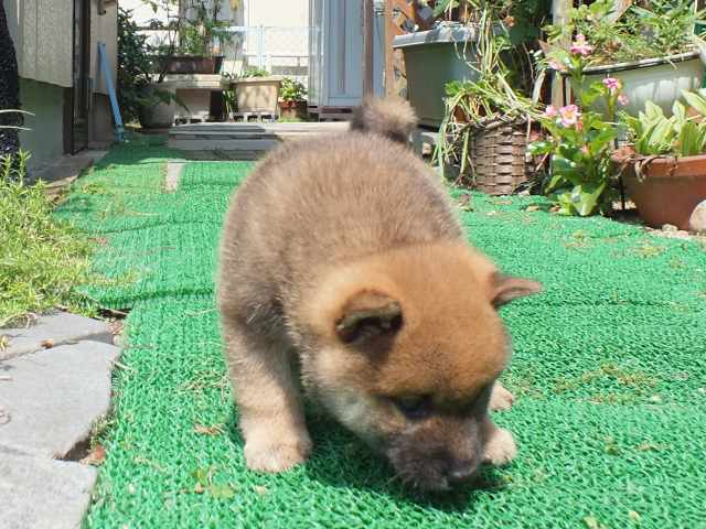 DSCF2632-shiba-puppy