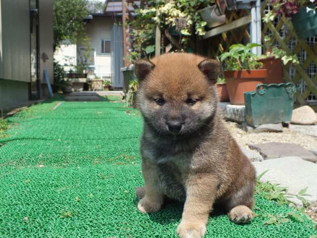 DSCF2635-shiba-puppy