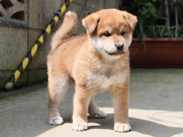 IMG_0010-shiba-puppy